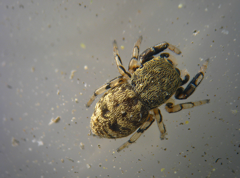 Piccolissimo Salticidae:  Ballus chalybeius - Albizzate (VA)